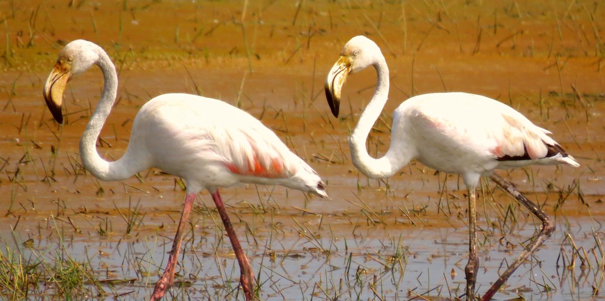 Greater Flamingo - Sumesh PB
