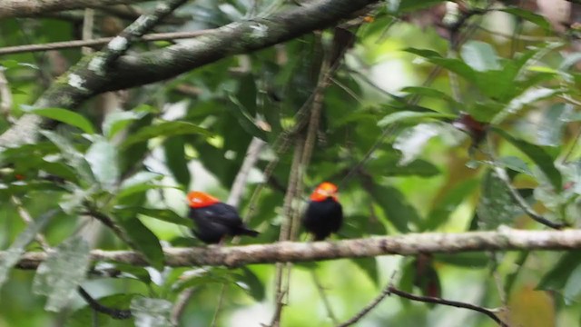 Red-capped Manakin - ML217793841