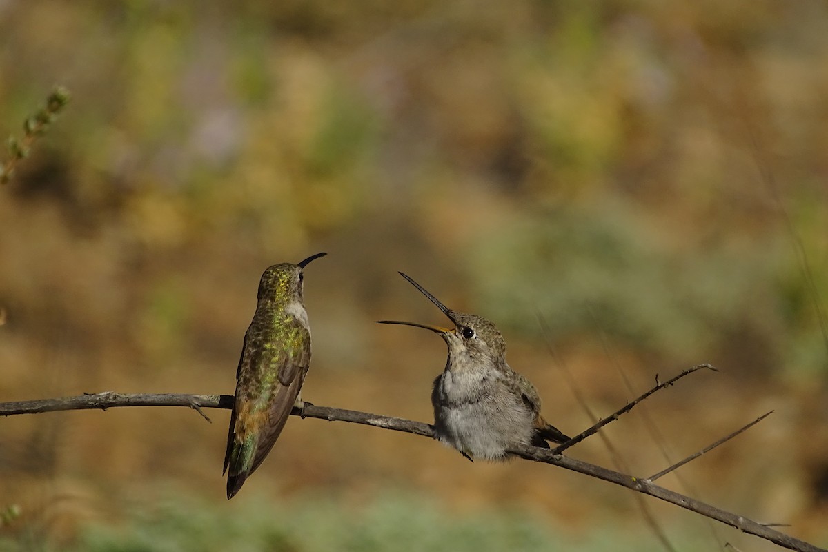 Oasis Hummingbird - David  Alvarez