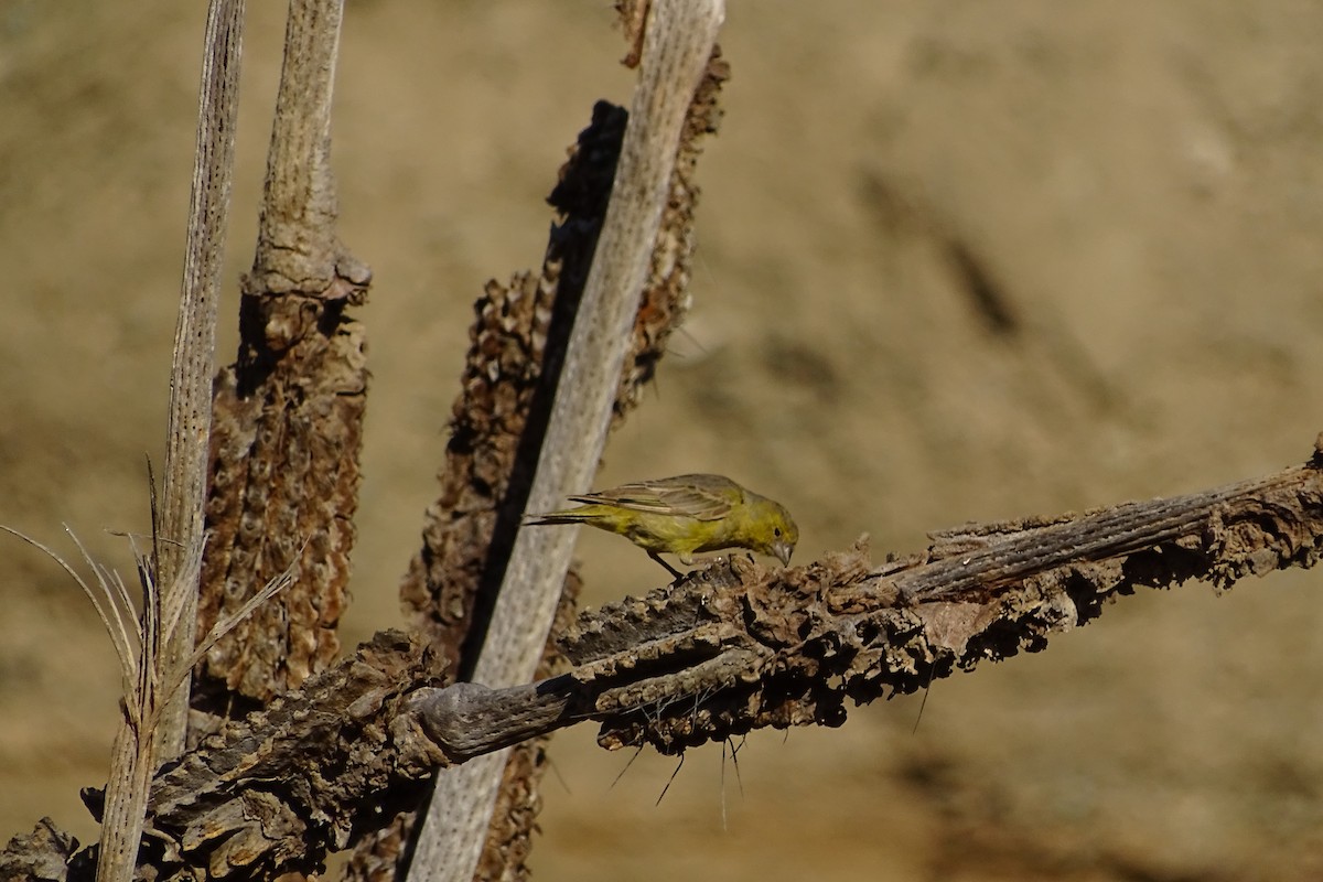 Greenish Yellow-Finch - ML217795441