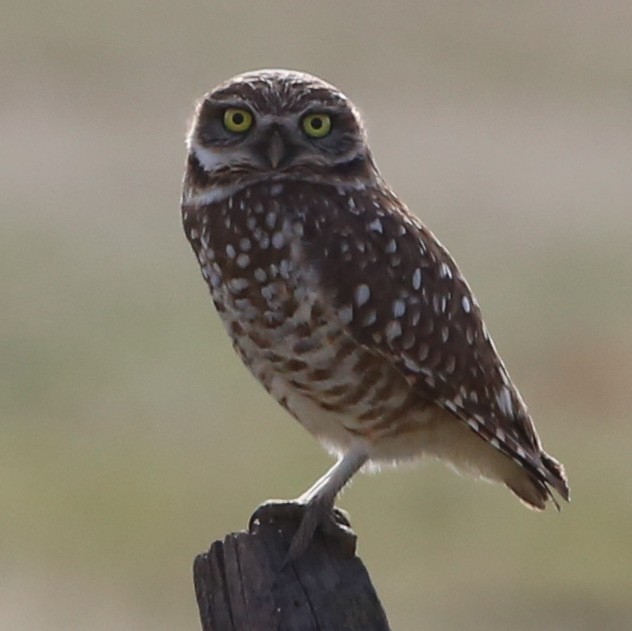 Burrowing Owl - Pete Dunten