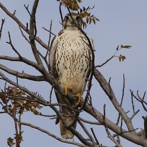 Prairie Falcon - Pete Dunten