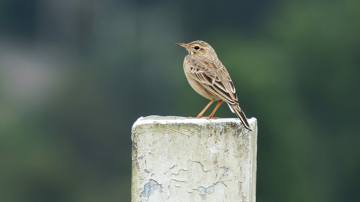 pipit sp. - ML21780421