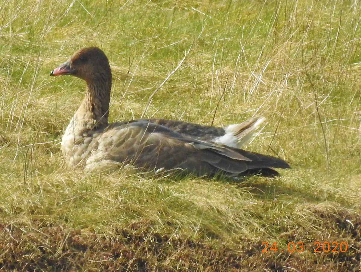 Pink-footed Goose - Brian Carruthers