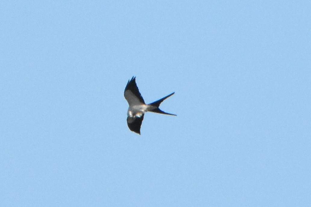 Swallow-tailed Kite - Andrew Dobson