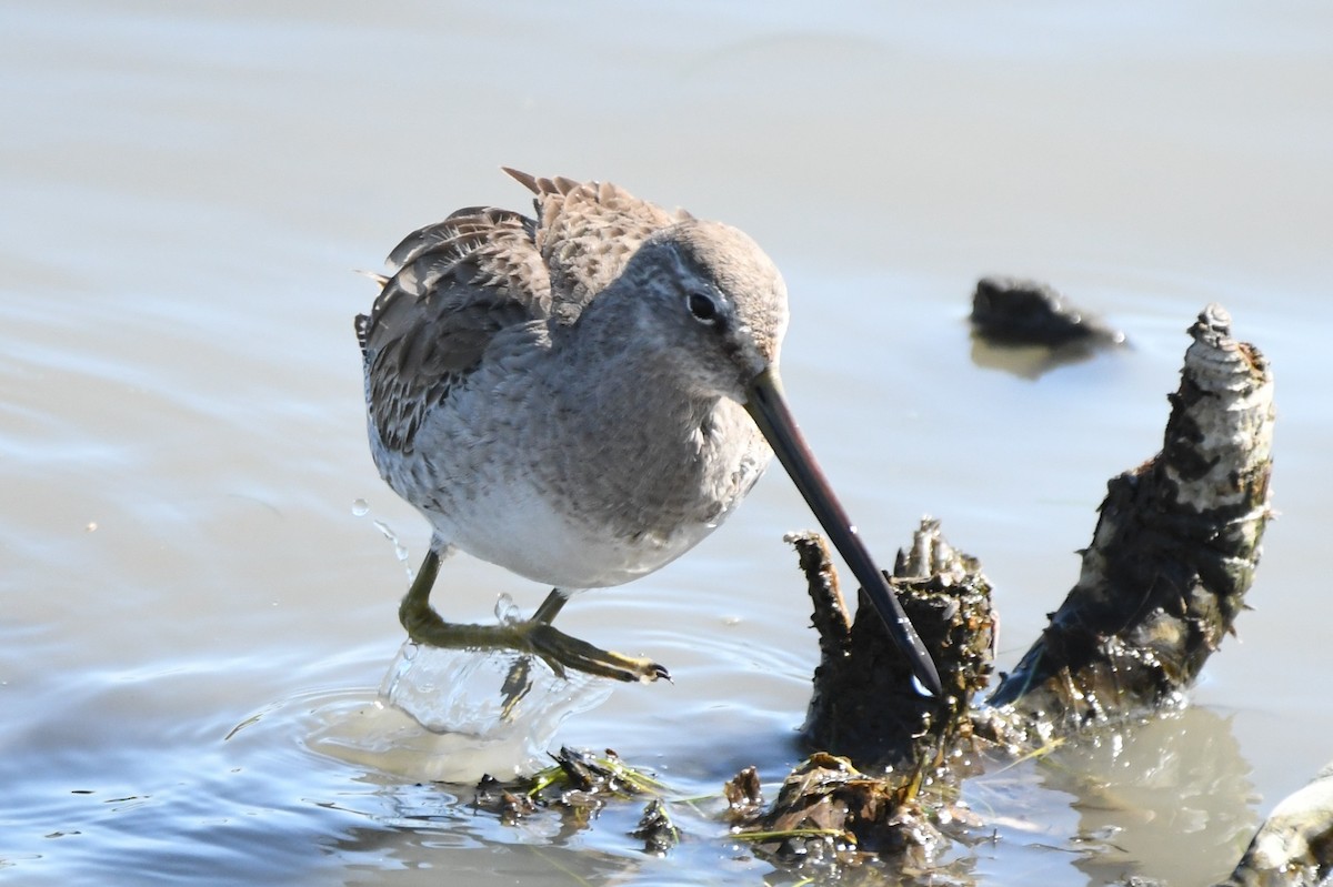 Long-billed Dowitcher - ML217813791