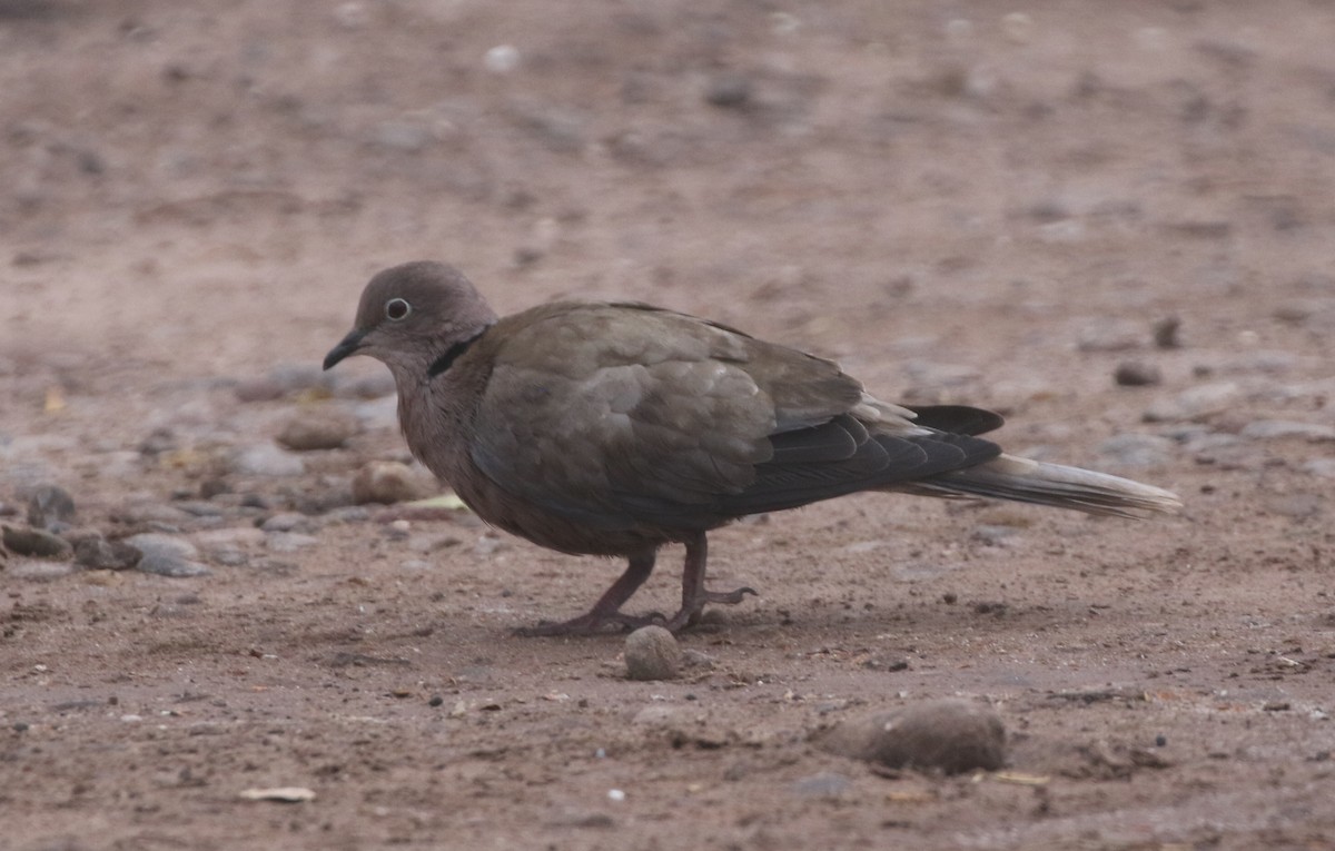 Eurasian Collared-Dove - logan kahle
