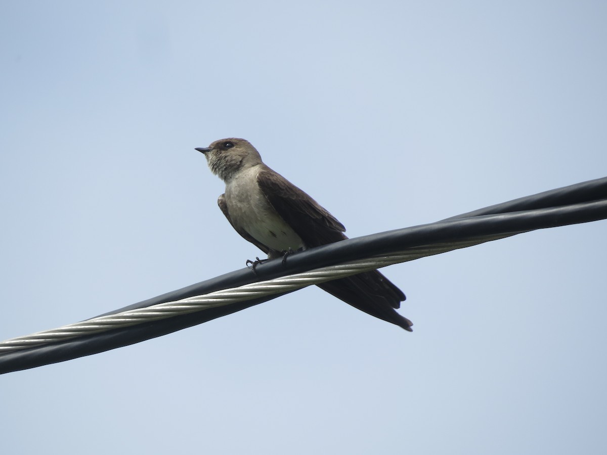 Northern Rough-winged Swallow - ML217817001