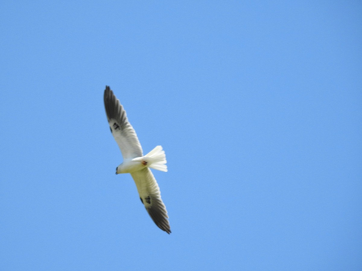 White-tailed Kite - ML217822121