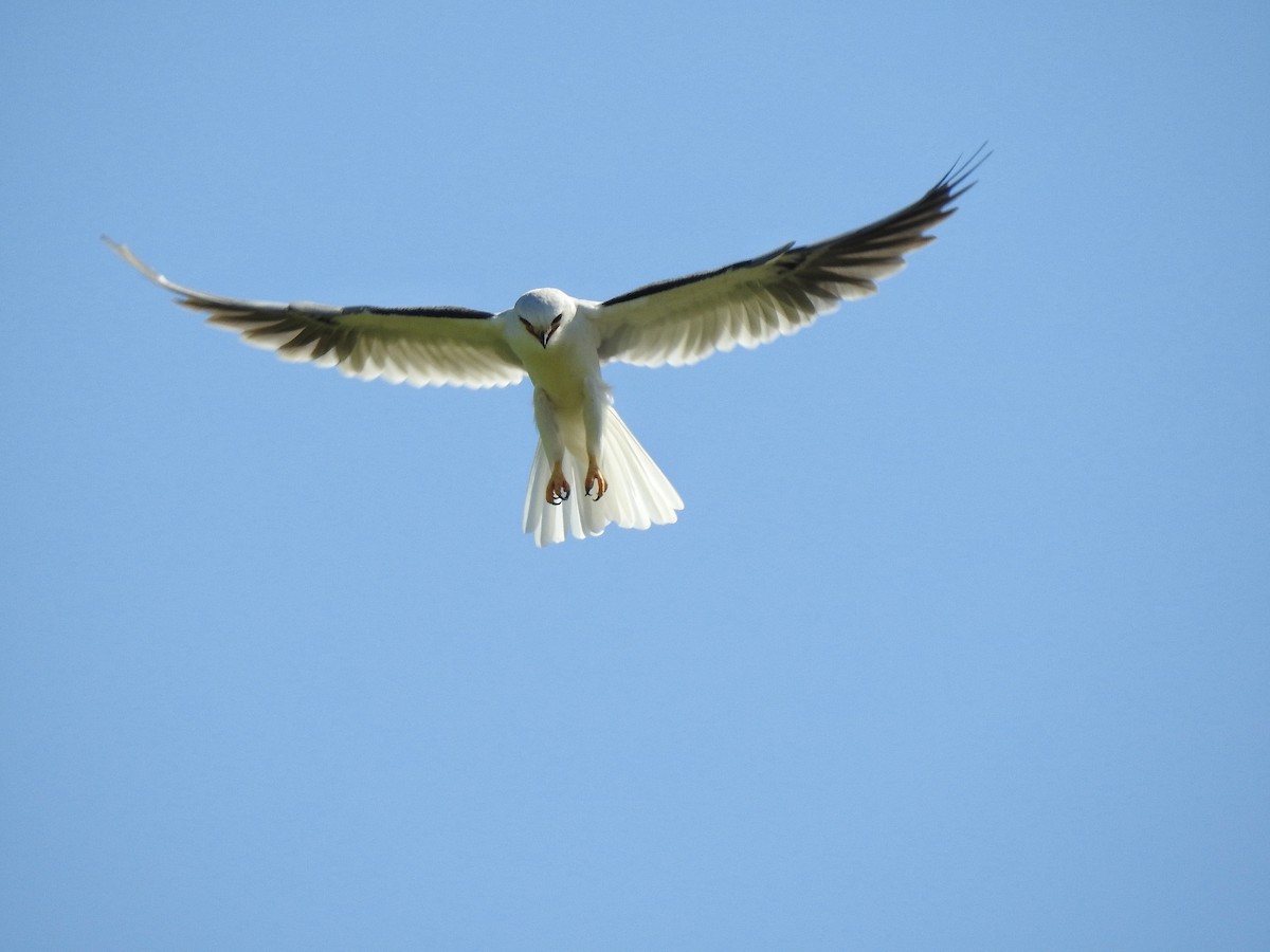 White-tailed Kite - ML217822141