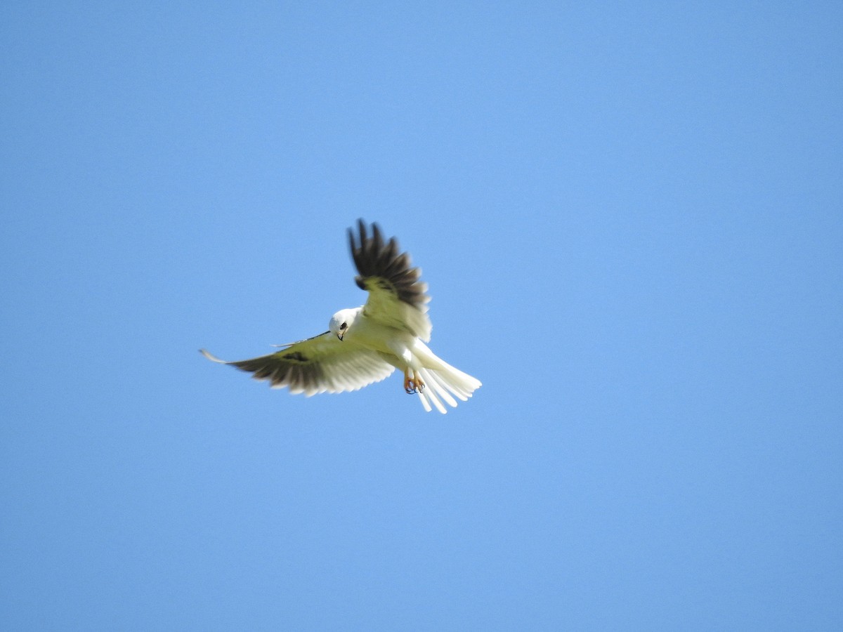 White-tailed Kite - ML217822211