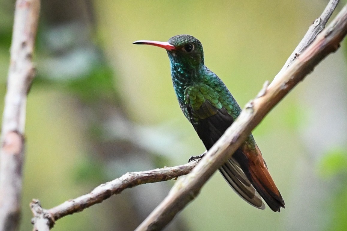 Rufous-tailed Hummingbird - Alan OHeron