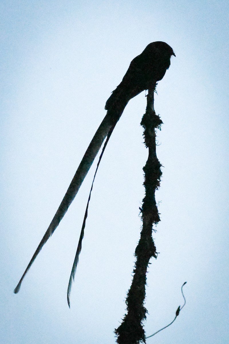 Lyre-tailed Nightjar - Alan OHeron
