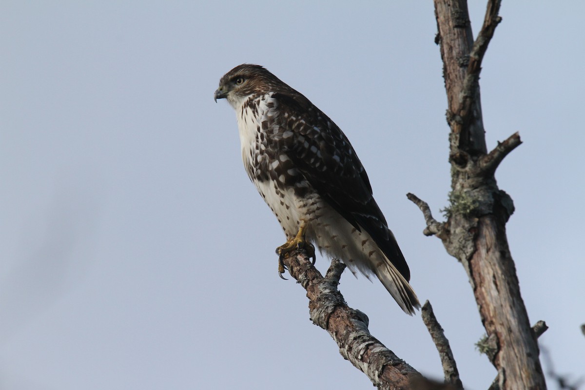 Red-tailed Hawk - ML21783631
