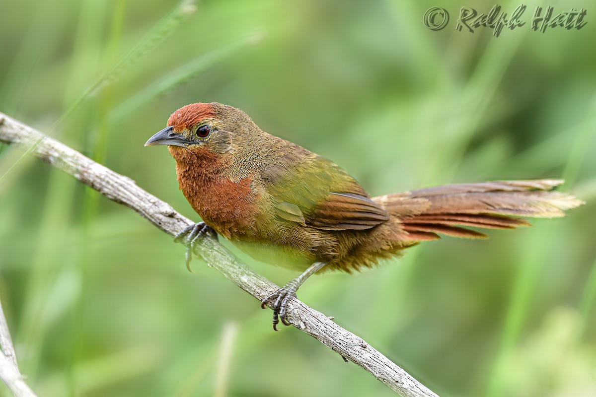 Orange-breasted Thornbird - Ralph Hatt