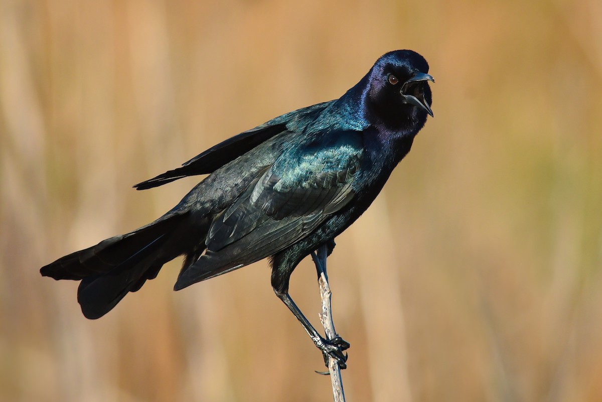 Boat-tailed Grackle - ML217837291