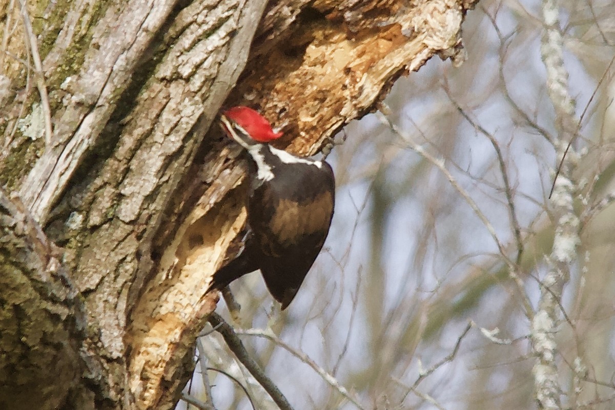 Pileated Woodpecker - ML217840331