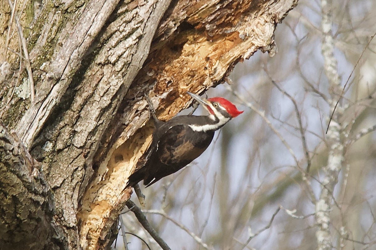 Pileated Woodpecker - ML217840501