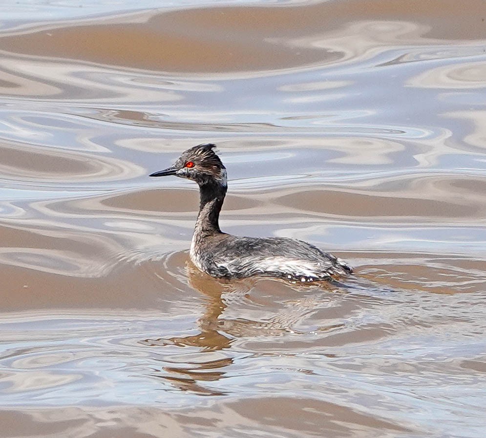 eBird Checklist 24 Mar 2020 Hackberry Flat WMAReservoir 36