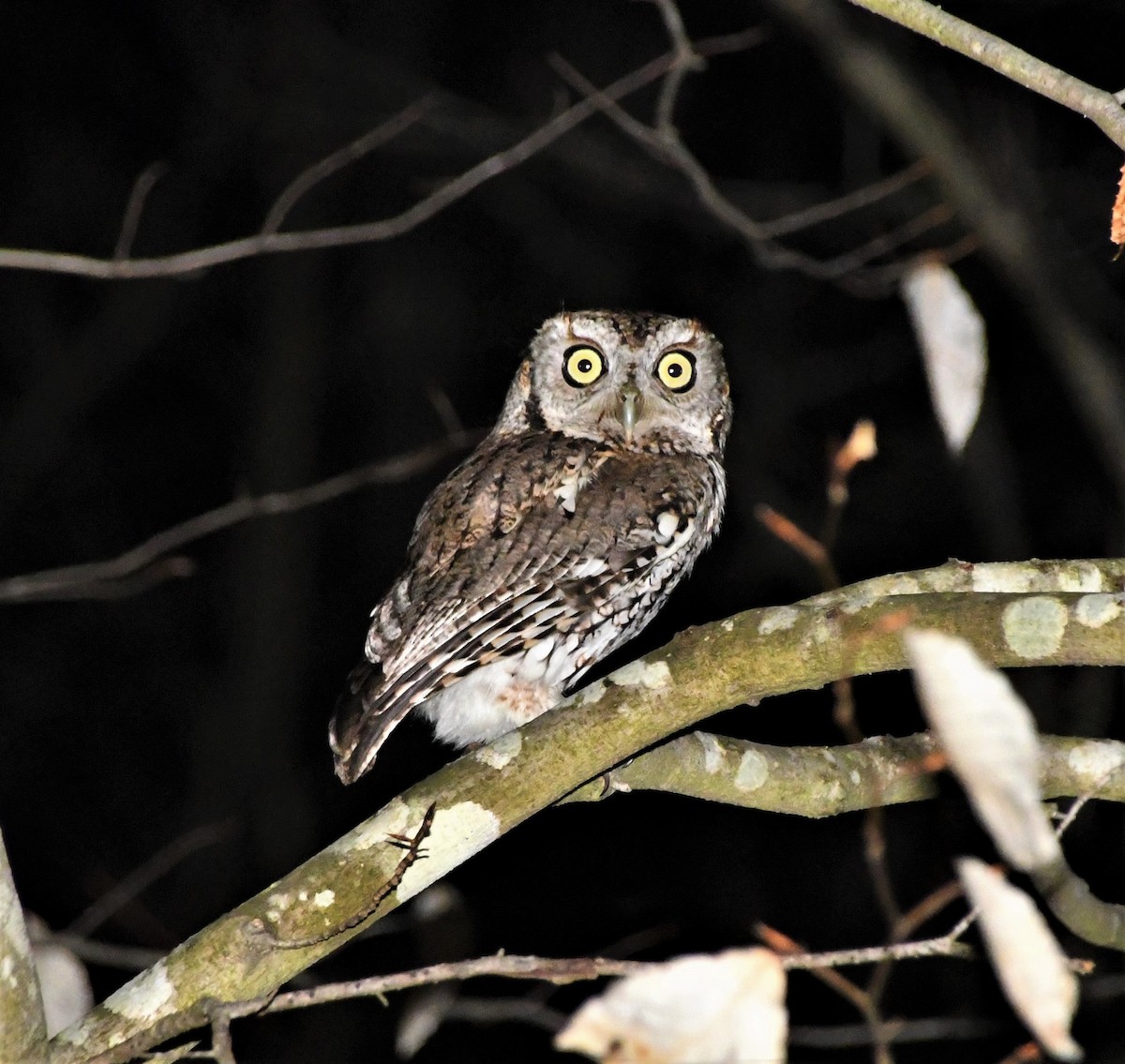 Eastern Screech-Owl (Northern) - ML217842221