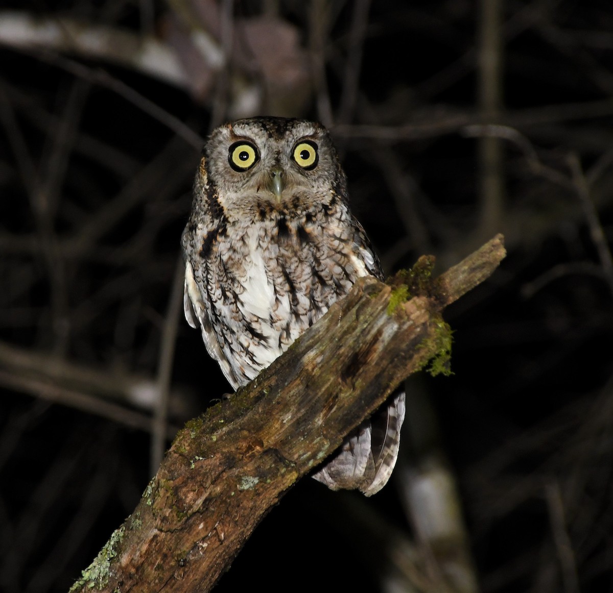Eastern Screech-Owl (Northern) - ML217842241