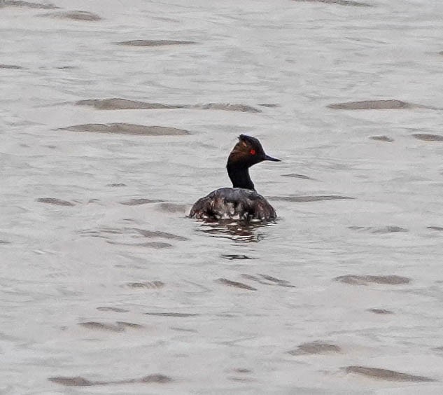 eBird Checklist 23 Mar 2020 Hackberry Flat WMA 35 species (+1