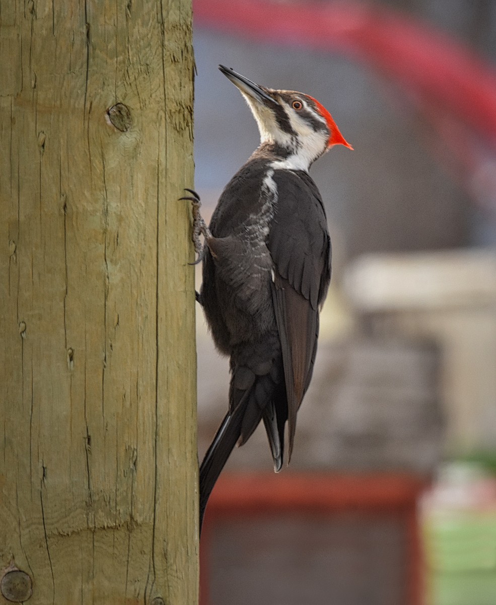 Pileated Woodpecker - ML217842601