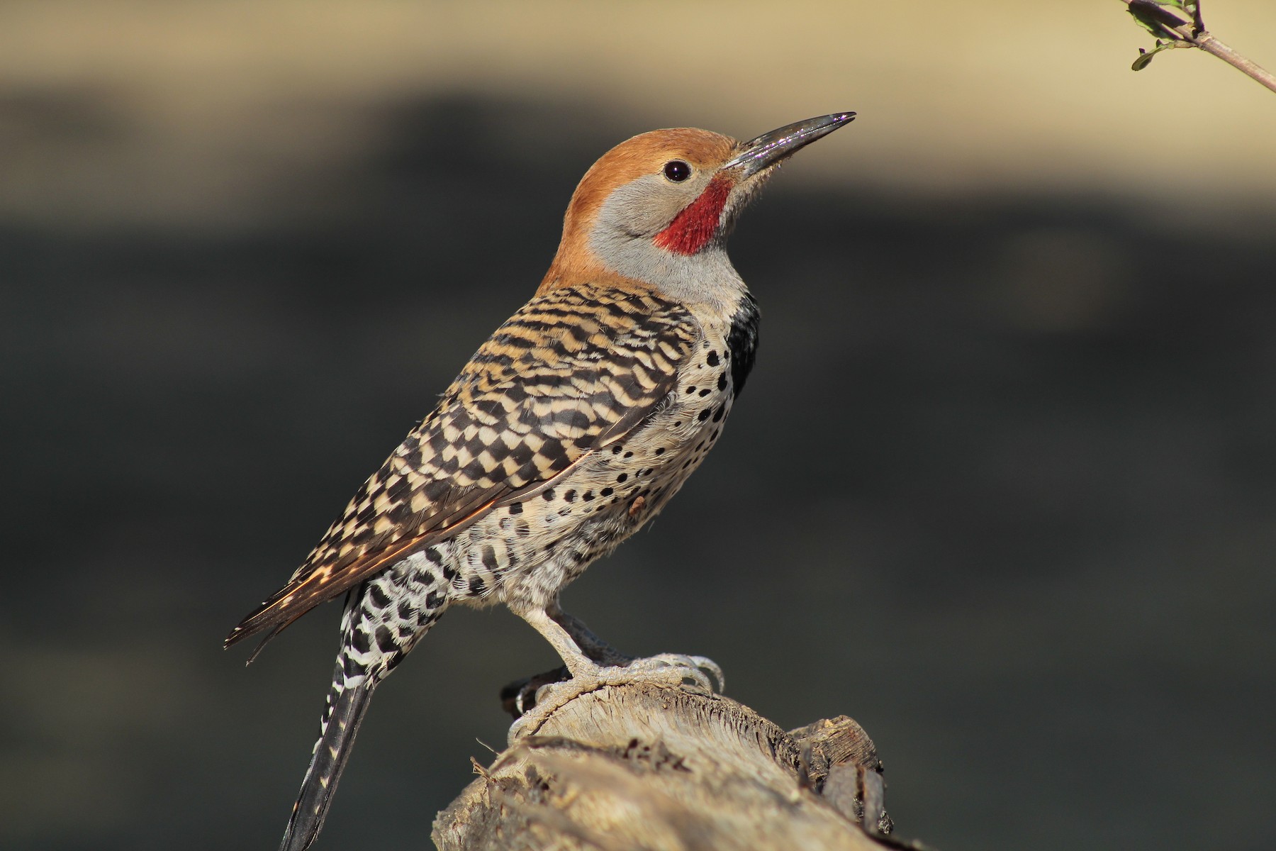 Златист шилоклюн кълвач (ssp. mexicanoides) - eBird