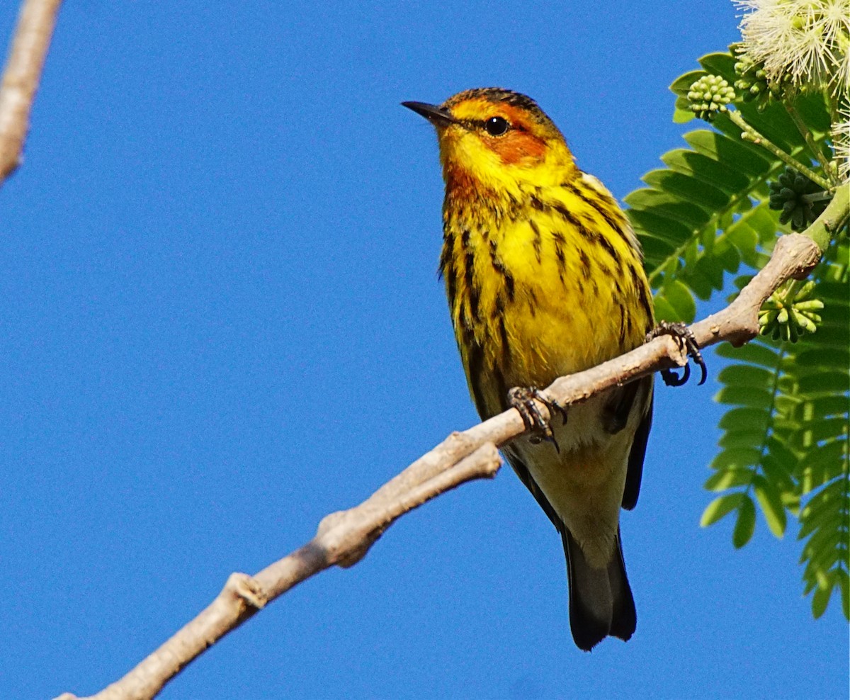 Cape May Warbler - ML217845911