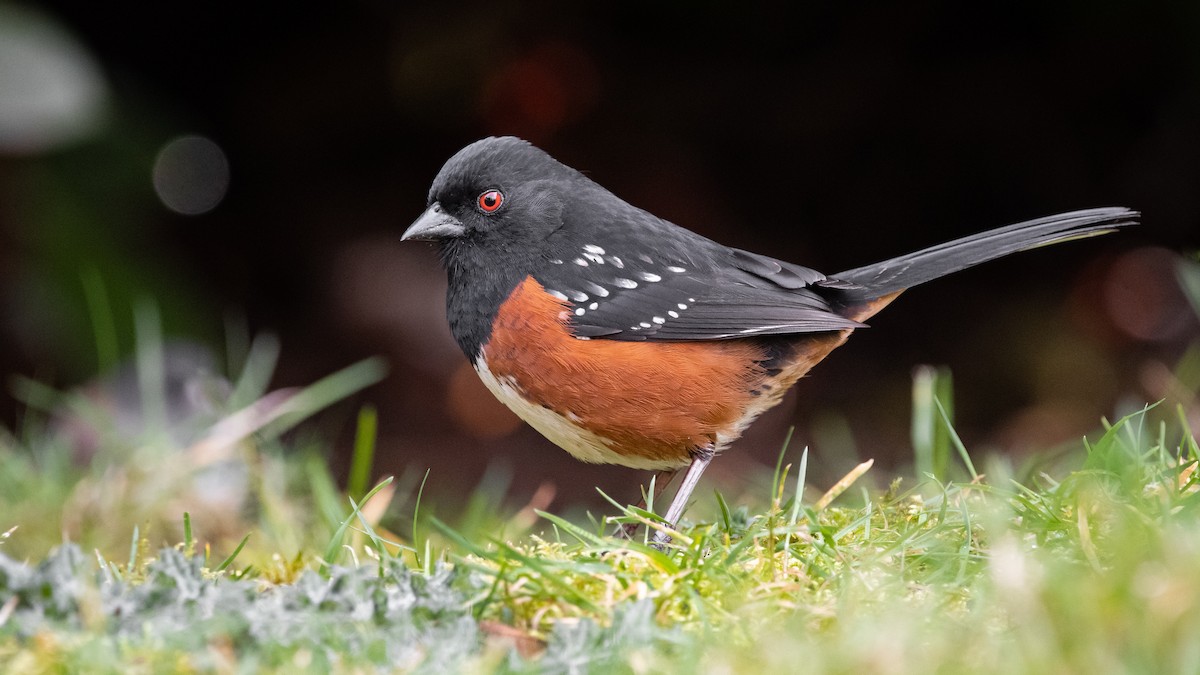 Spotted Towhee - ML217848351