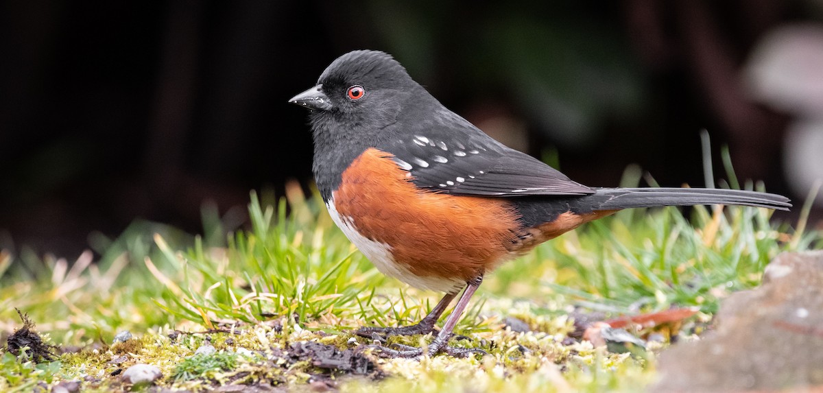 Spotted Towhee - ML217848371