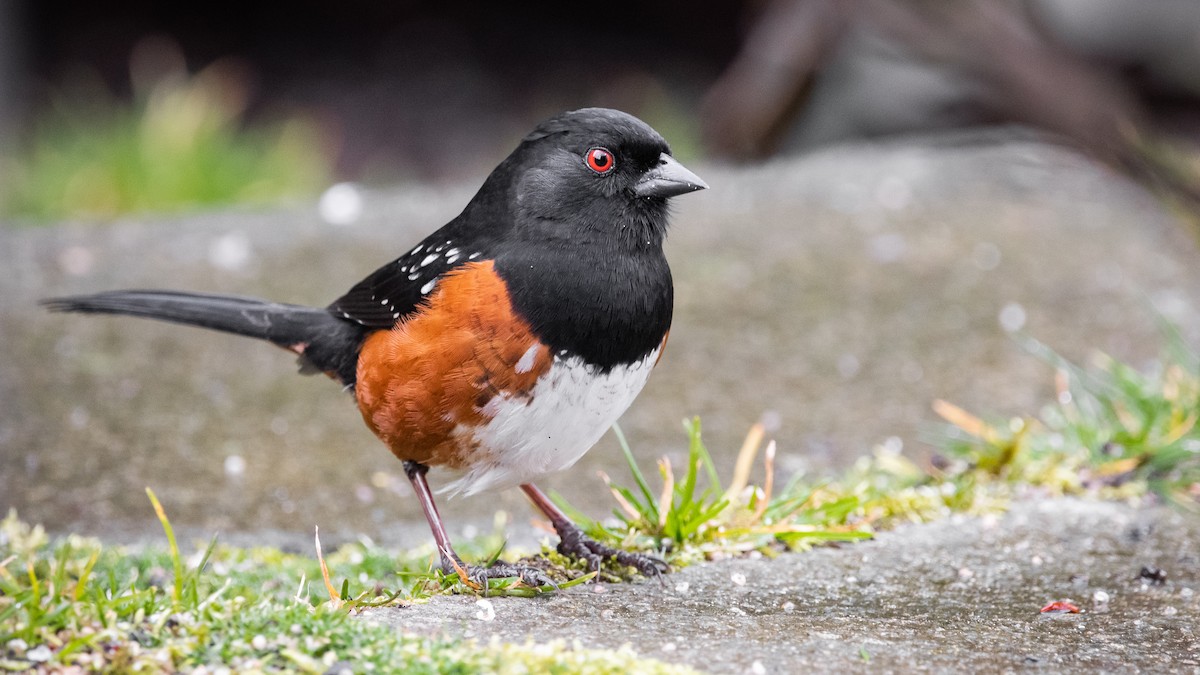 Spotted Towhee - ML217848391