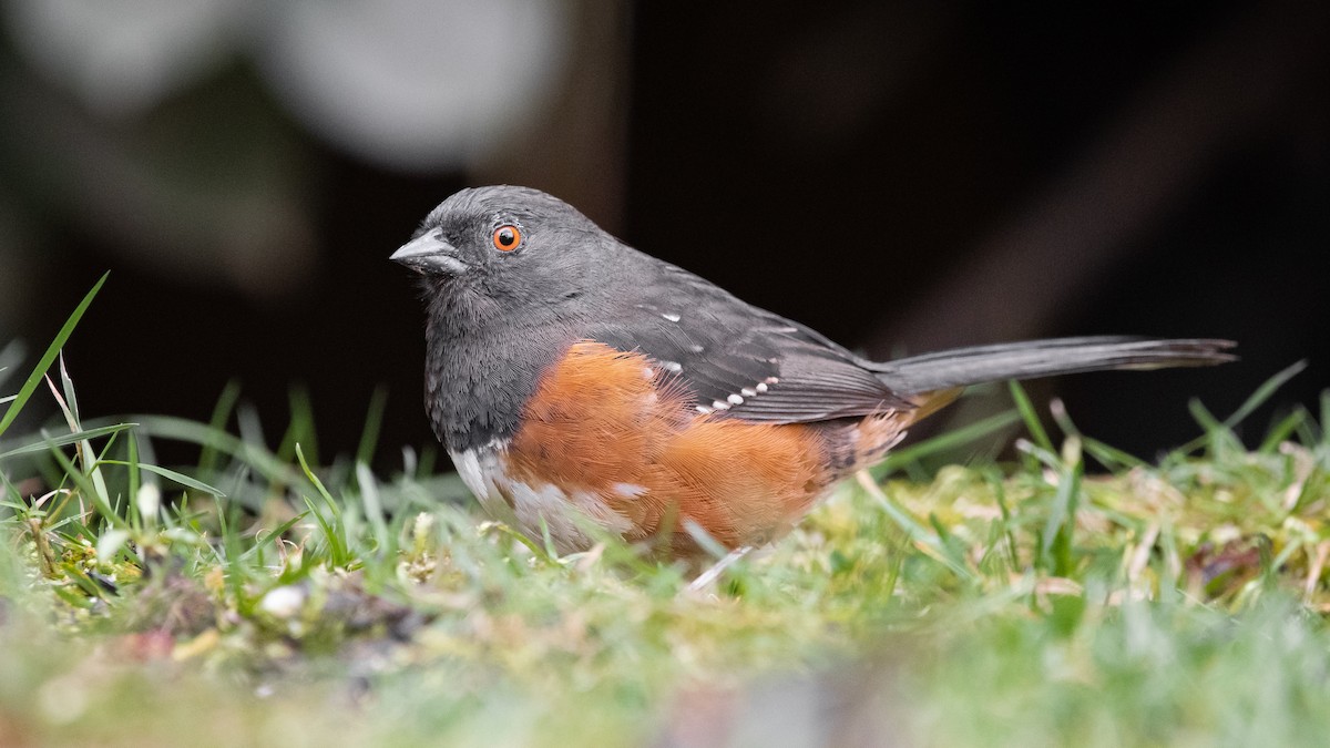 Spotted Towhee - ML217848401