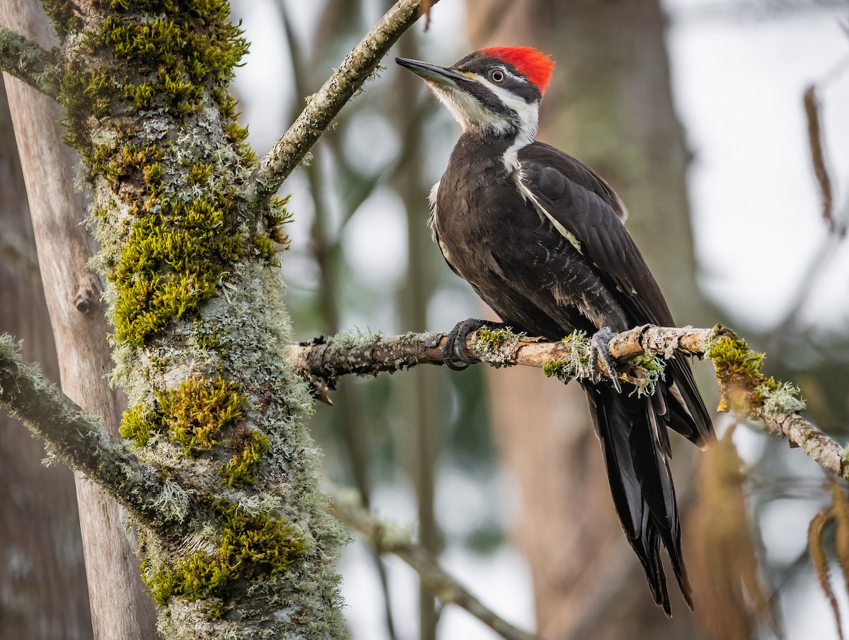Pileated Woodpecker - Mason Maron
