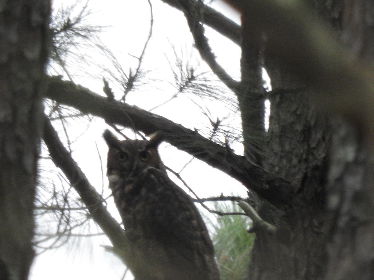 Great Horned Owl - ML217849381