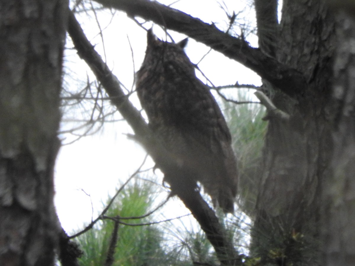 Great Horned Owl - ML217849401