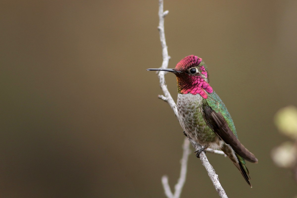Anna's Hummingbird - Joel Eckerson