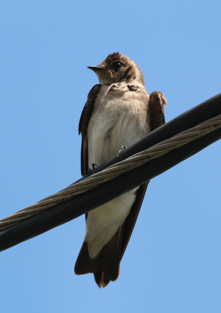 Northern Rough-winged Swallow - Justin  Hall