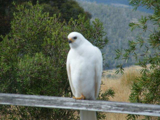Gray Goshawk - Birdline Australia