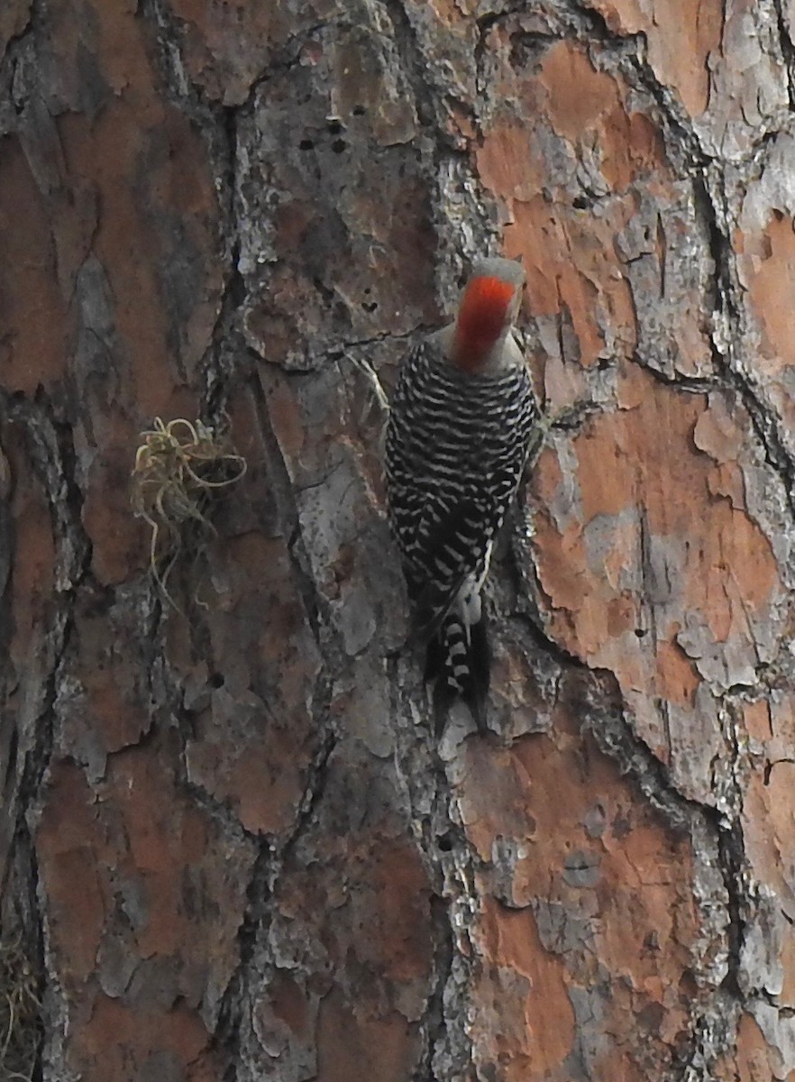 Red-bellied Woodpecker - ML217859101