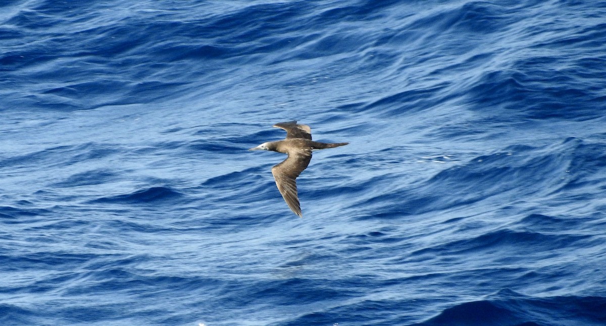 Brown Booby (Colombian) - ML217859941