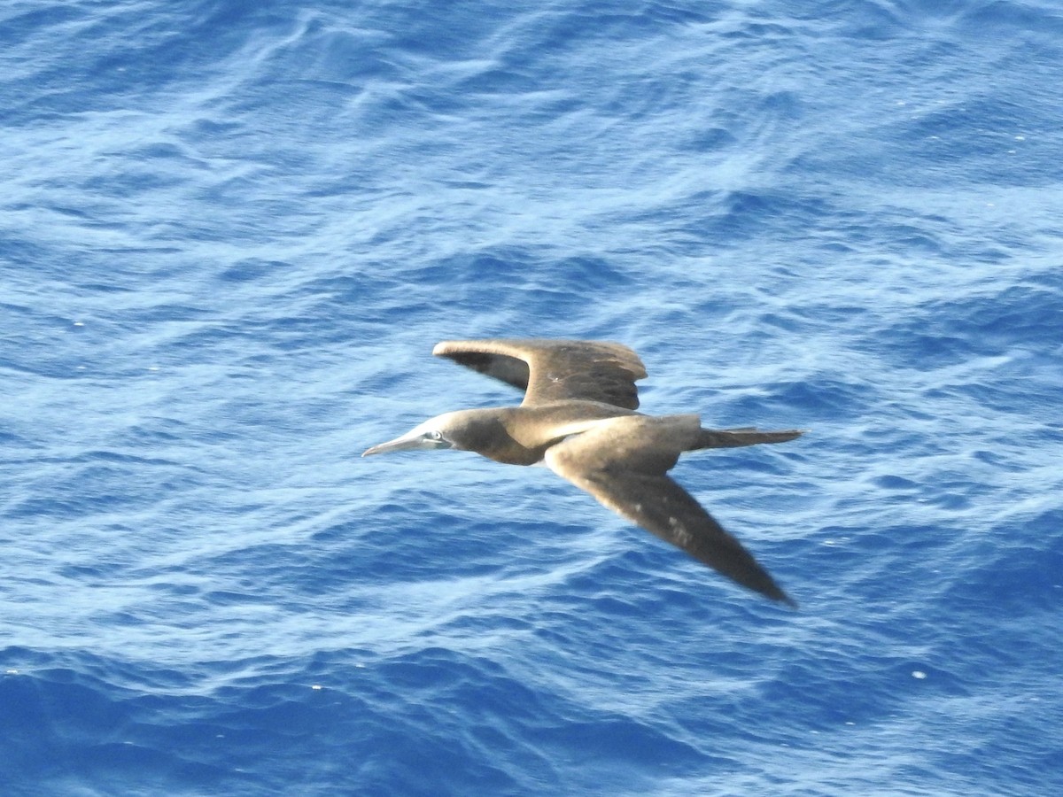 Brown Booby (Colombian) - ML217859951