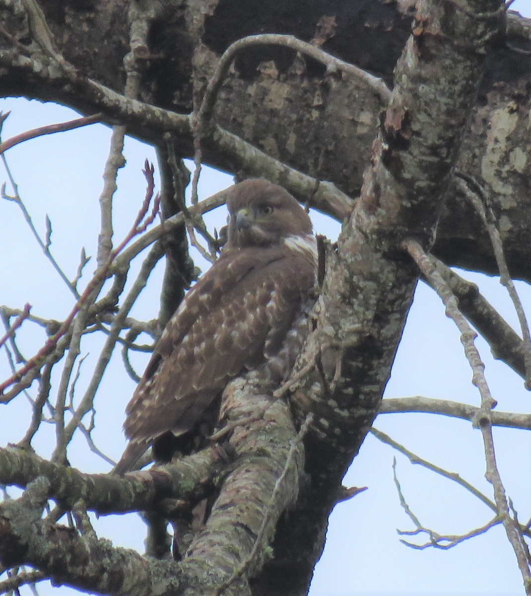 eBird Checklist - 24 Mar 2020 - Comox Bay Farm (restricted access) - 12 ...