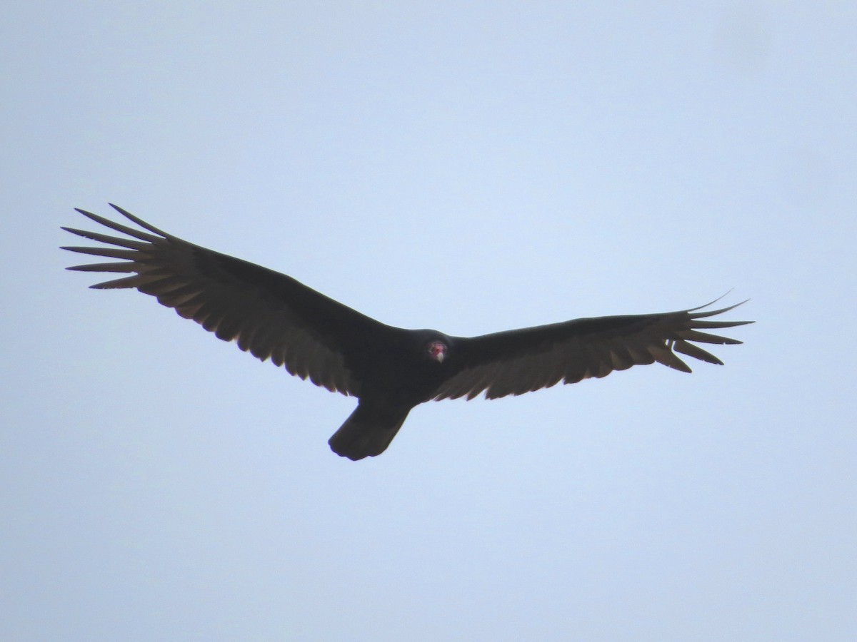 Turkey Vulture - ML217867721
