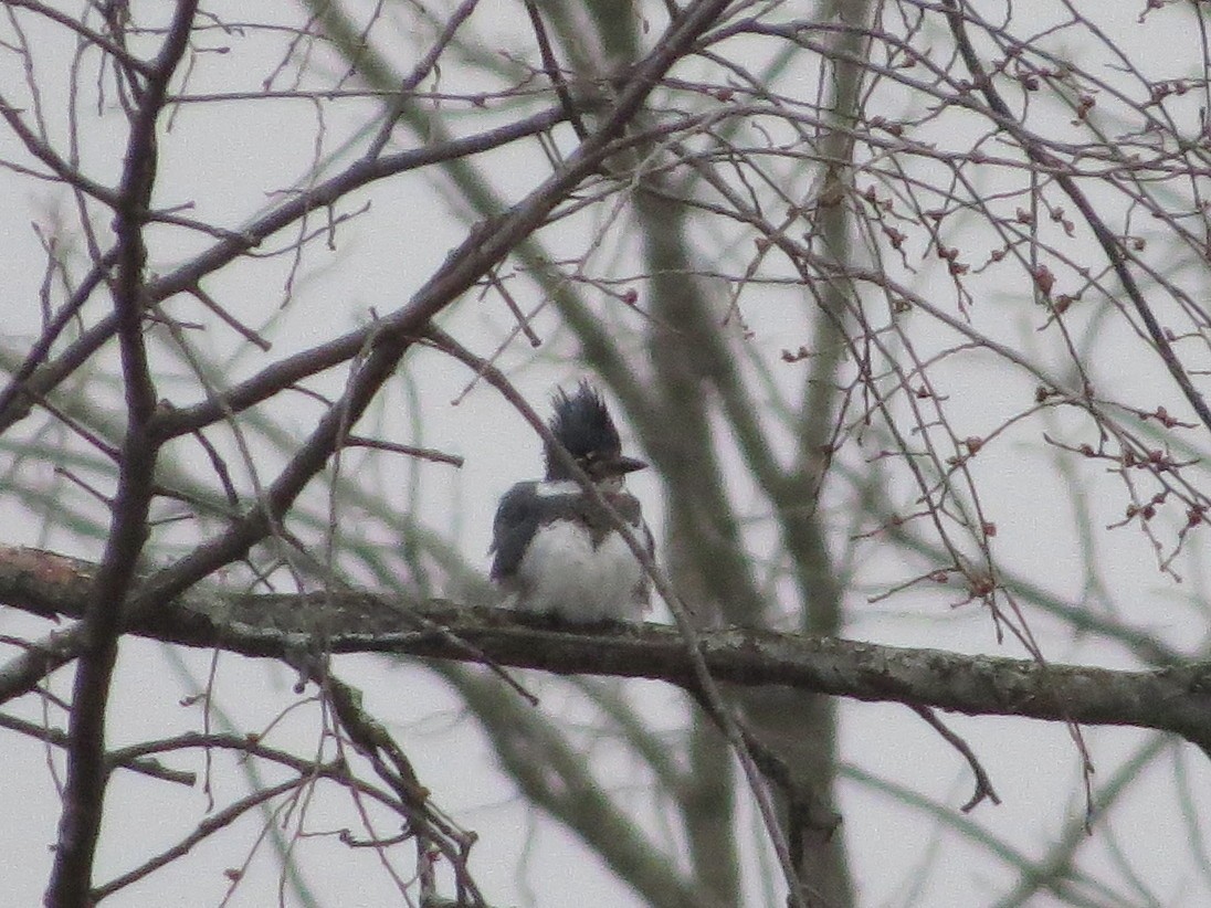 Belted Kingfisher - ML217868691