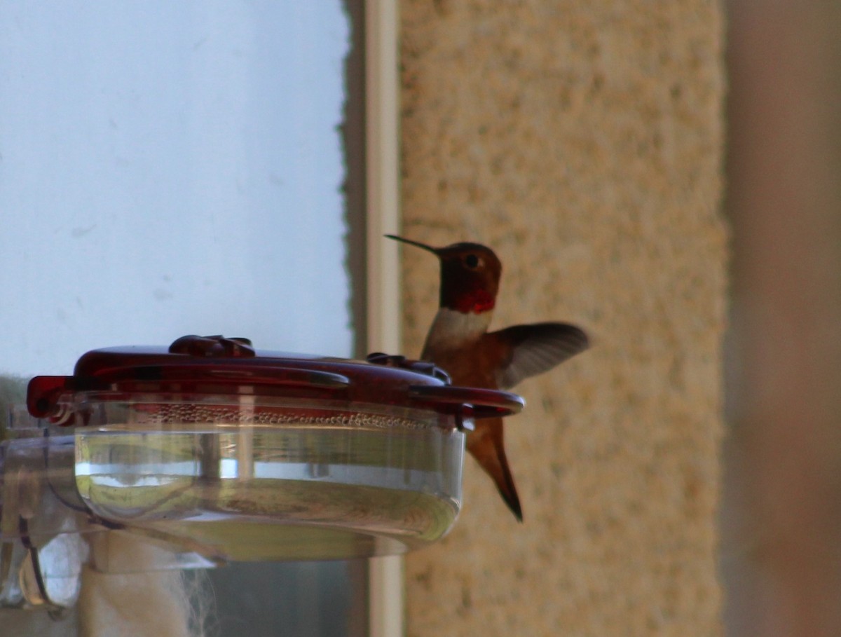 Rufous Hummingbird - ML217877681