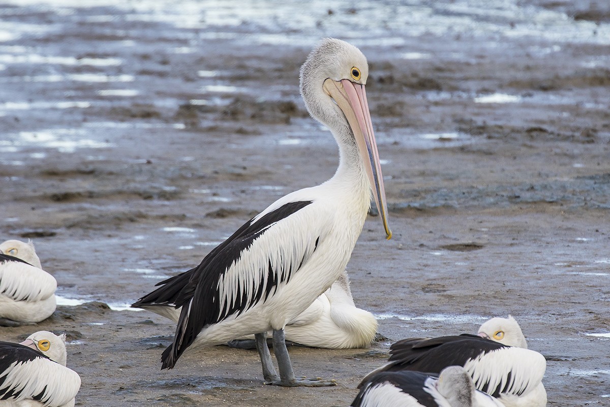 pelikán australský - ML217880601