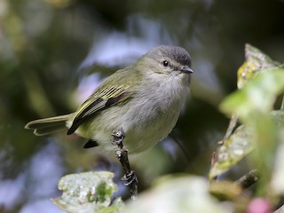  - Mistletoe Tyrannulet