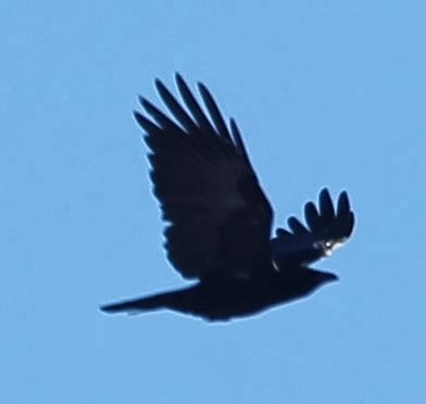 American Crow - ML21788211