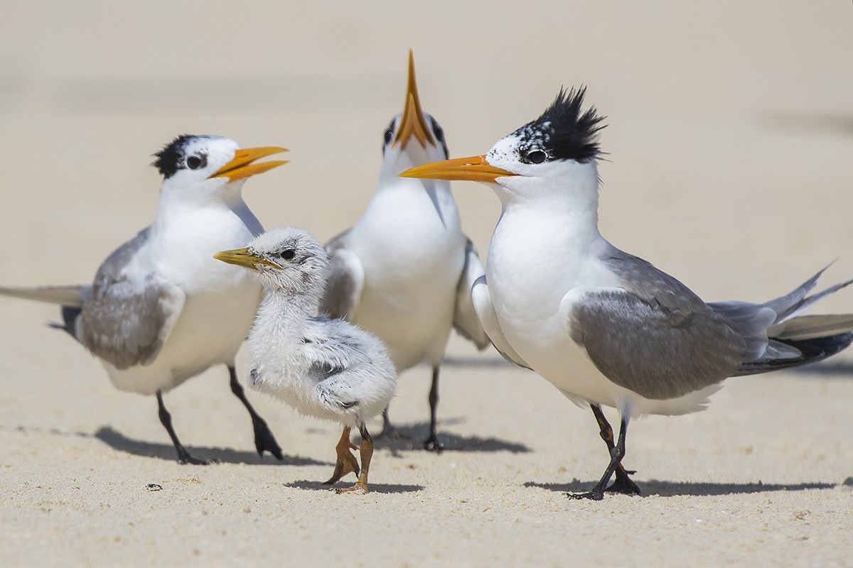 Lesser Crested Tern - Matthew Kwan
